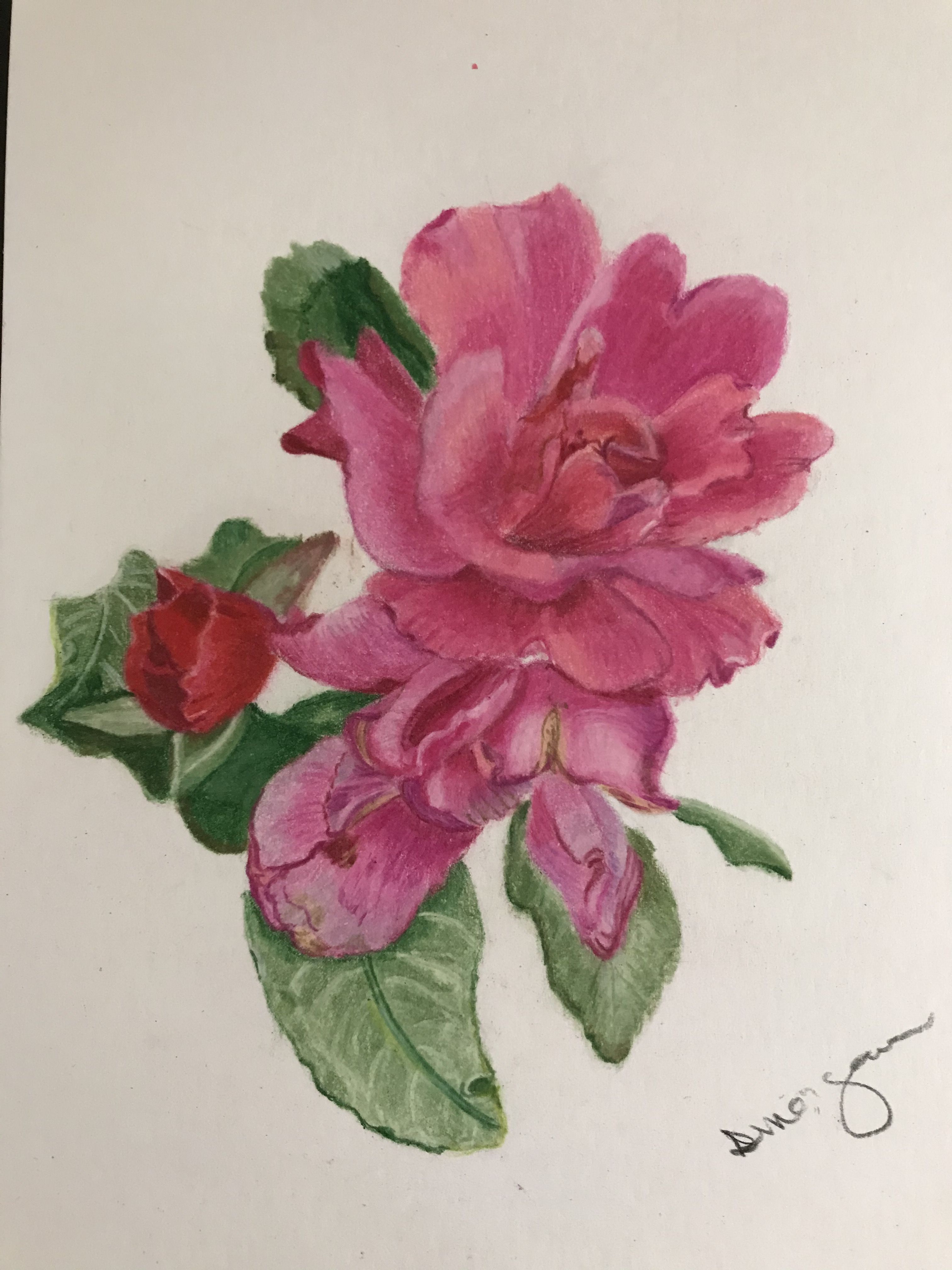 Rose in our backyard