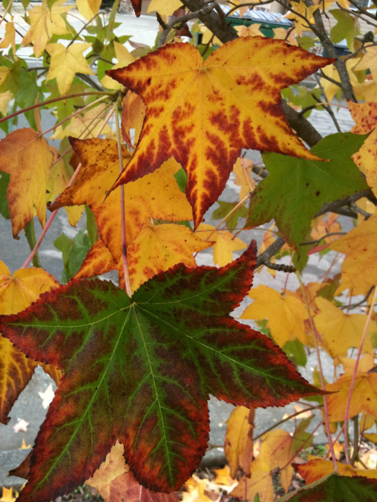 Do you get excited by autumn colors and seeing the change of seasons when you walk outside? Do you want your garden to change throughout the year or do you prefer low maintenance?