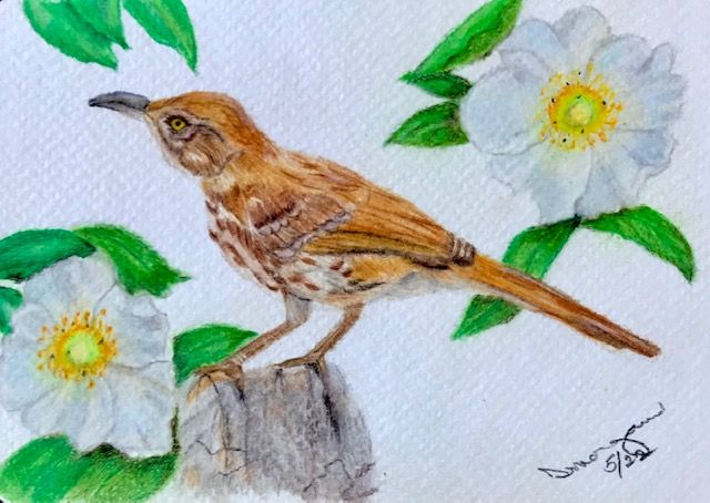 State Bird/Flower
GA: Brown Thrasher/Cherokee Rose 
4X6 Coldpress Watercolor Paper