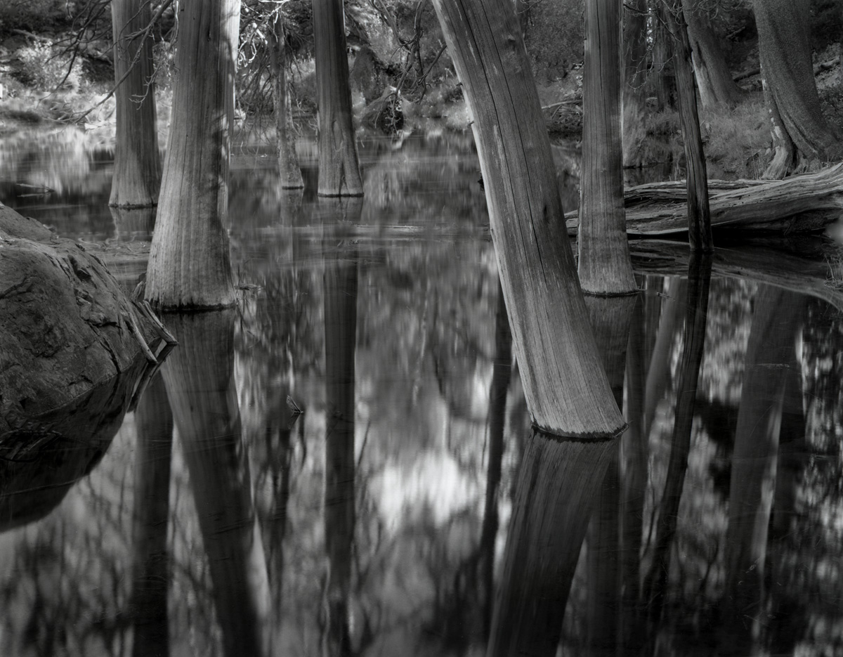 Lundy Lake Tree Trunks