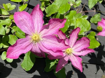 A gorgeous clematis in Paul's garden. 