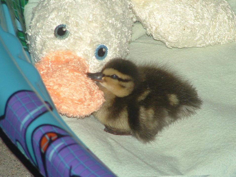 baby duck