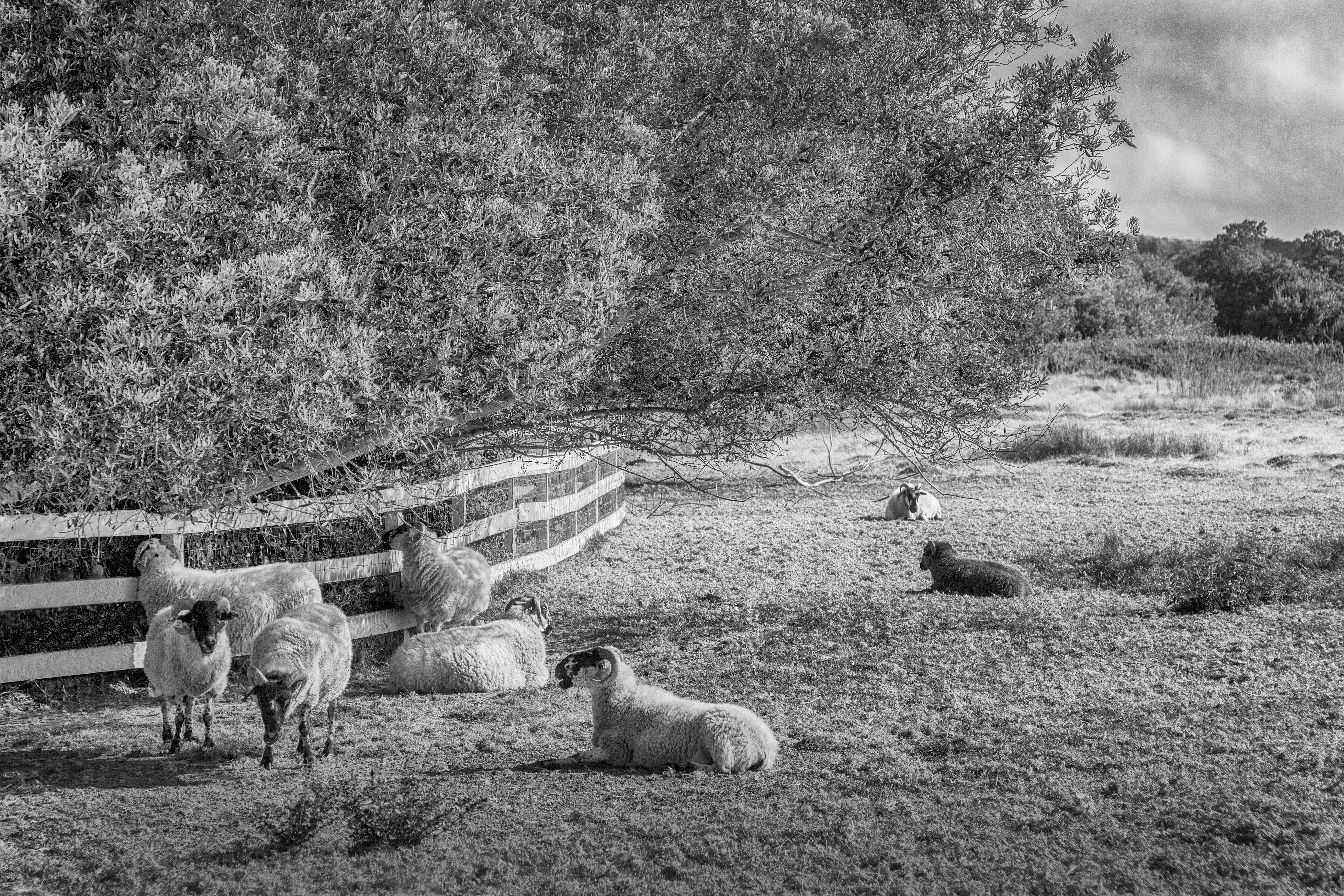 Carmel Ranch Pasture