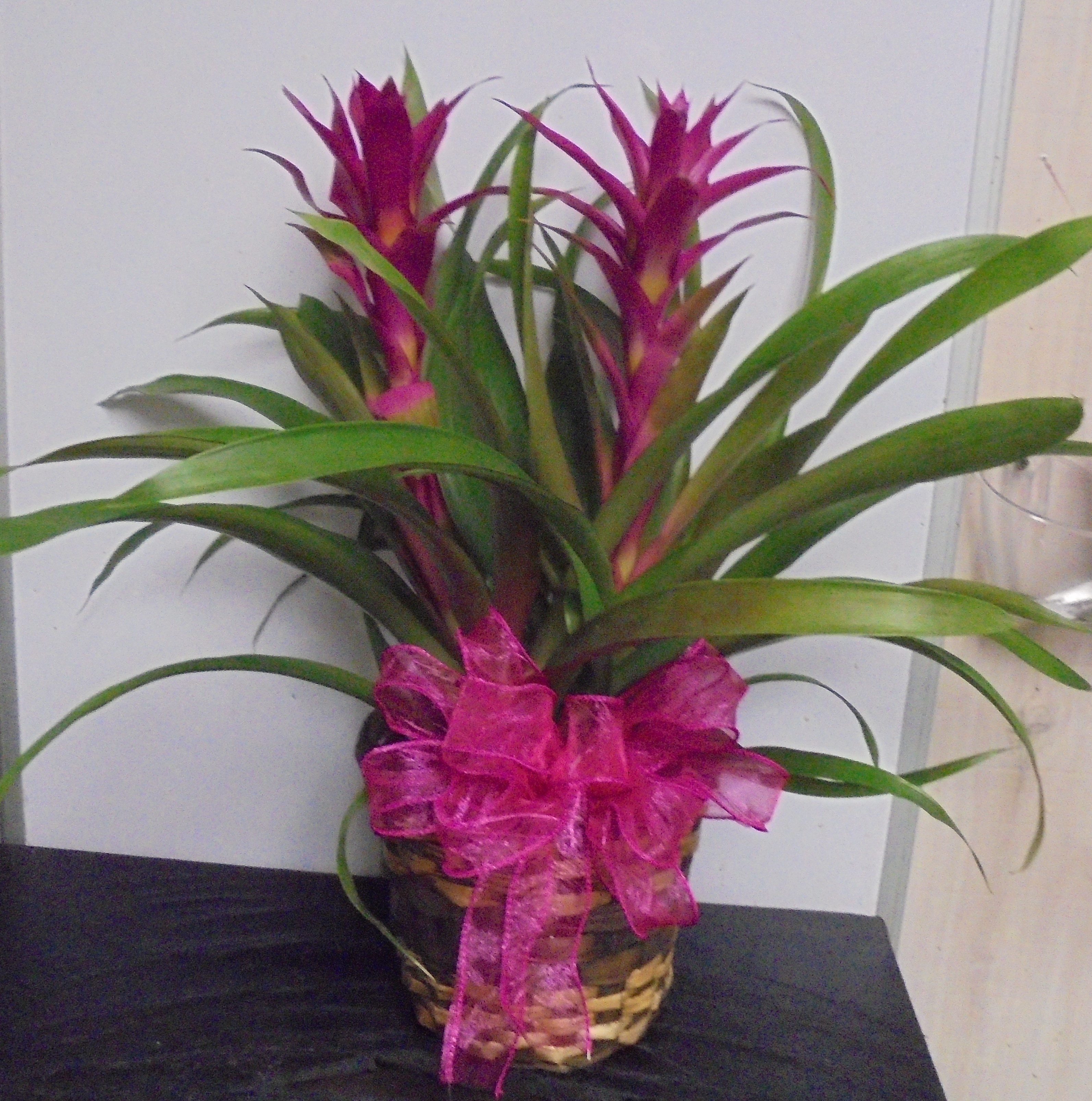 (6) "Fuchsia" Double  Bromeliad Plant
$65.00