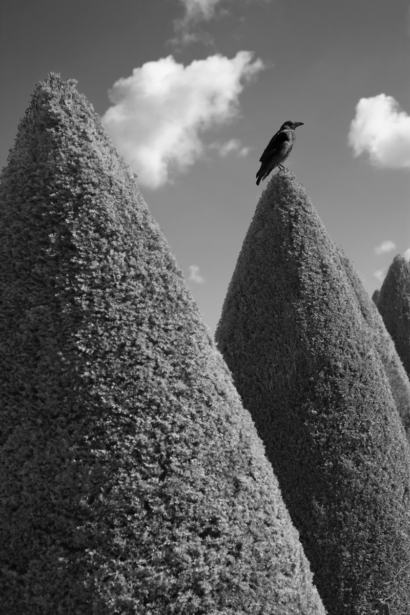 Versailles Crow