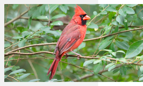 Cardinal