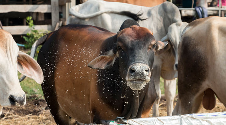 ASOCIACIÓN MEXICANA DE CRIADORES DE GANADO SUIZ-BÚ DE REGISTRO A.C. - GRADO 1, 2 Y 3