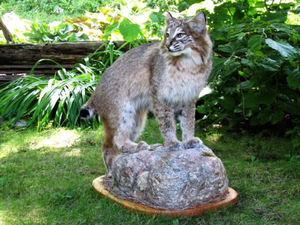 Michigan bobcat on custom rock base