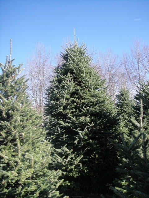 One of our larger Fraser firs.