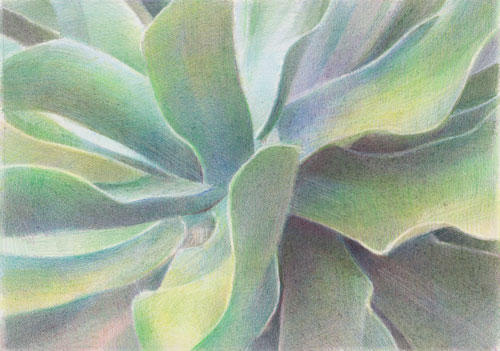 Aloe (7"x10" coloured pencils)
Exhibited San Diego, California (2010)