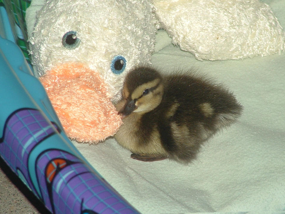 baby duck