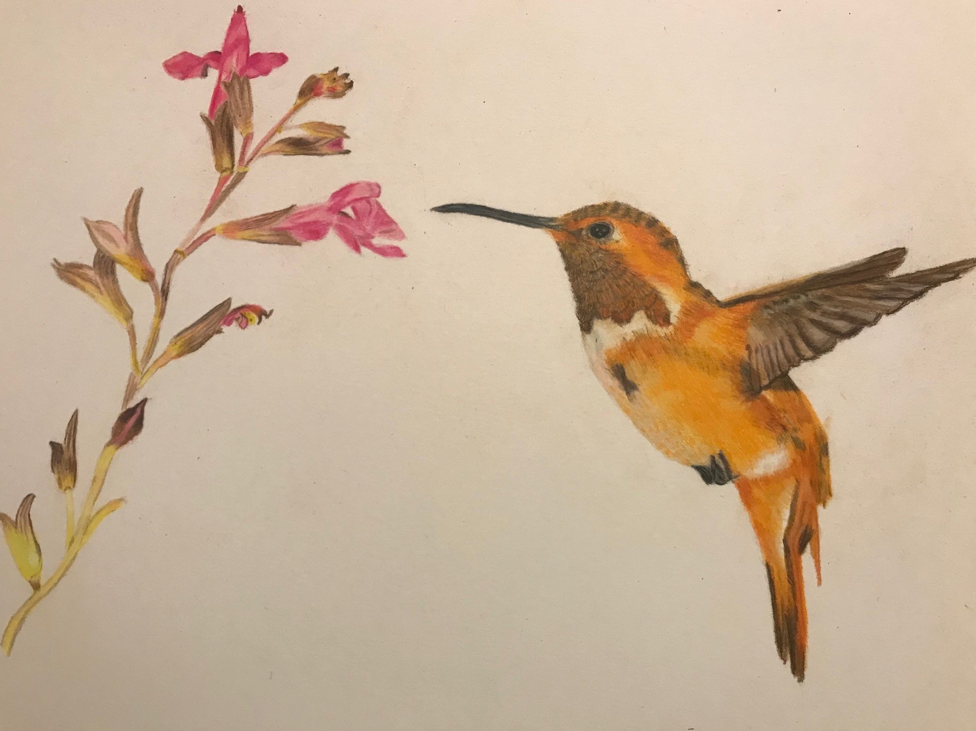 Hummingbird with Flower