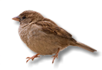 South Carolina Bird Removal