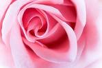 A Blush of Rose