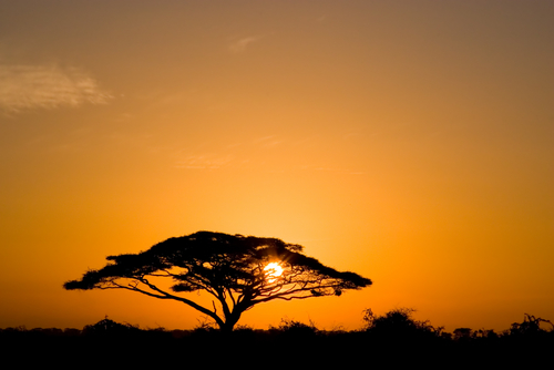 East Africa Photo Safari