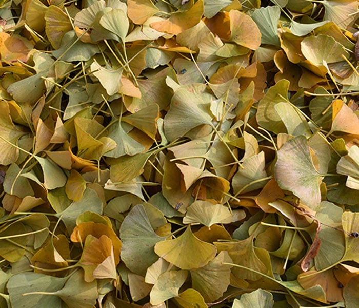 Yellow Ginko Leaves