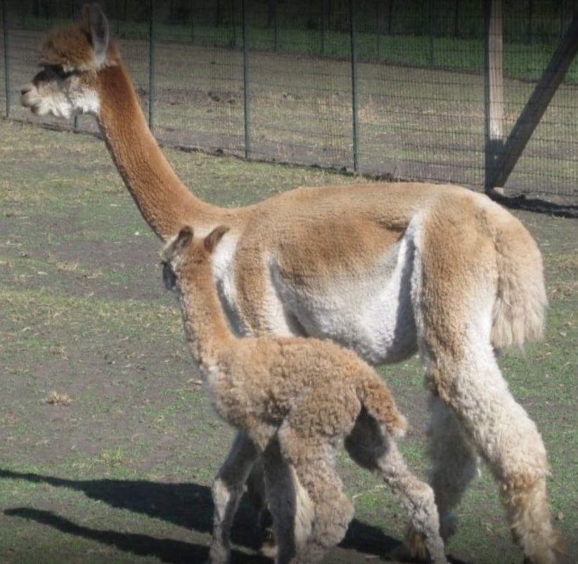 Mother and Baby Alpacas