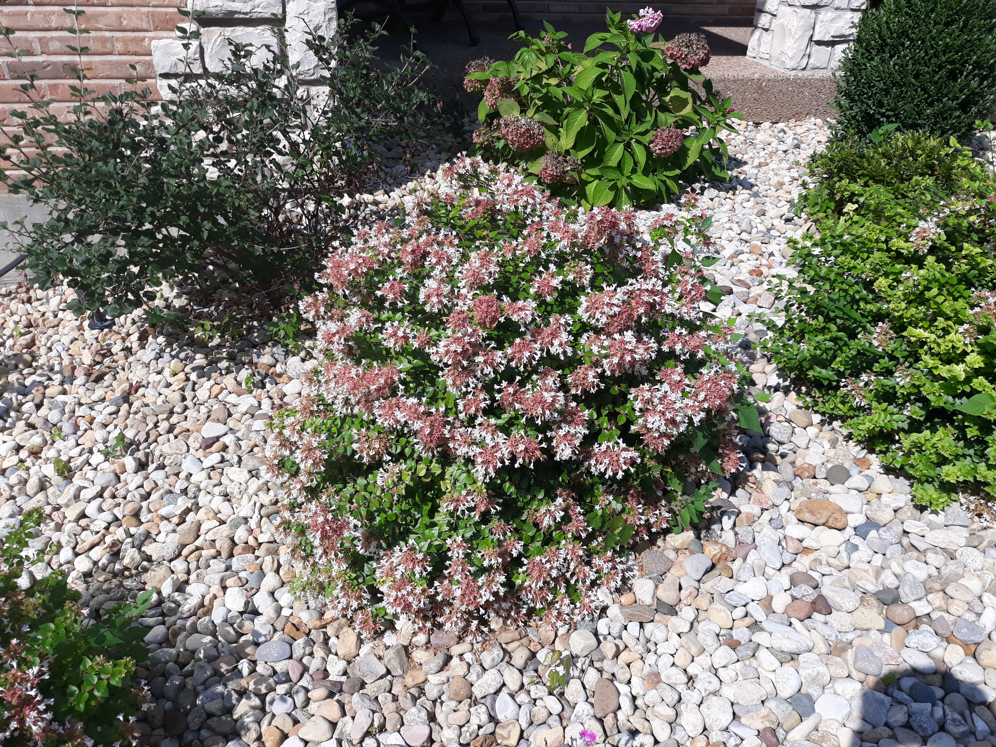 https://0201.nccdn.net/4_2/000/000/002/159/rose-creek-abelia--4-.jpg