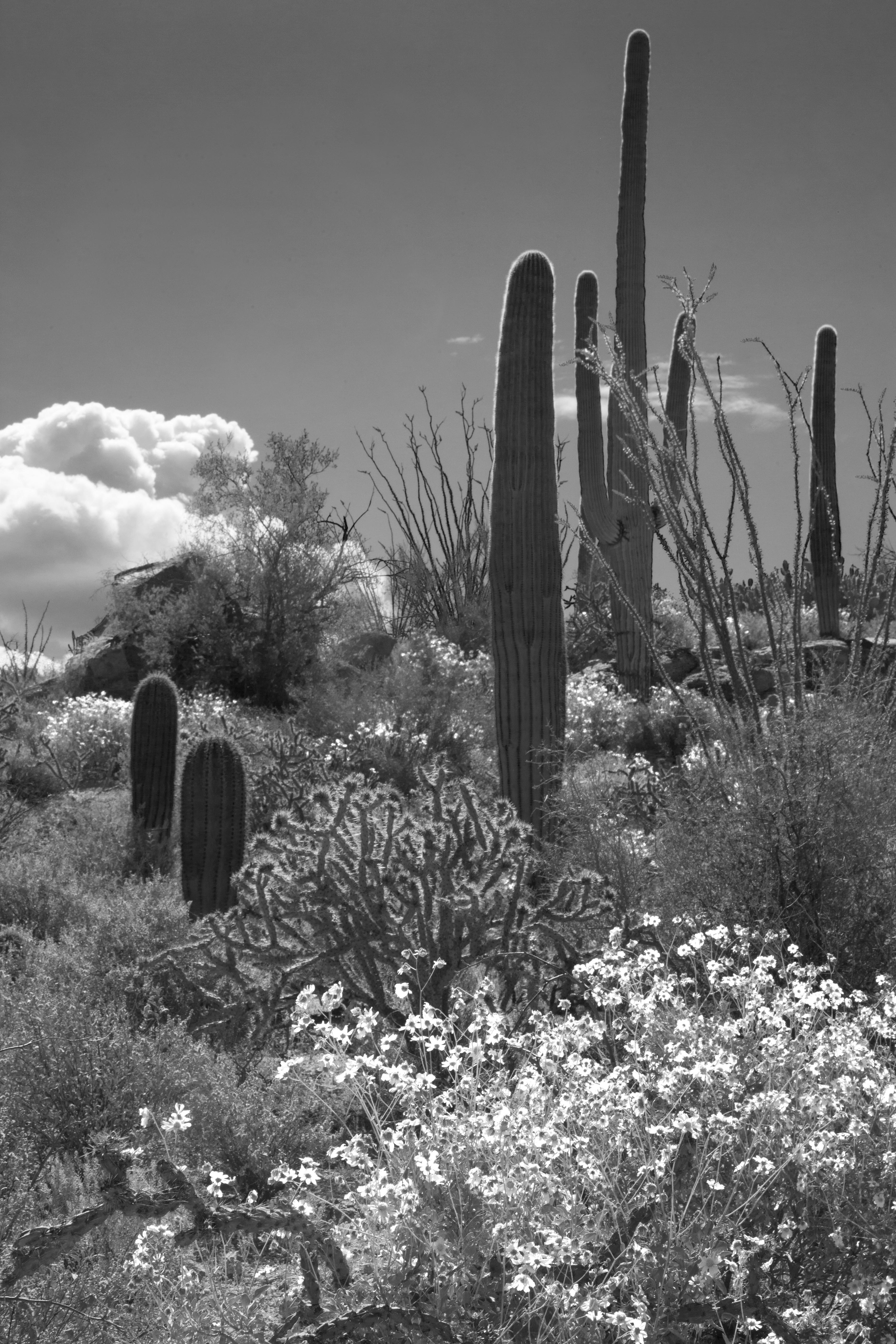 Backlit Sagueros