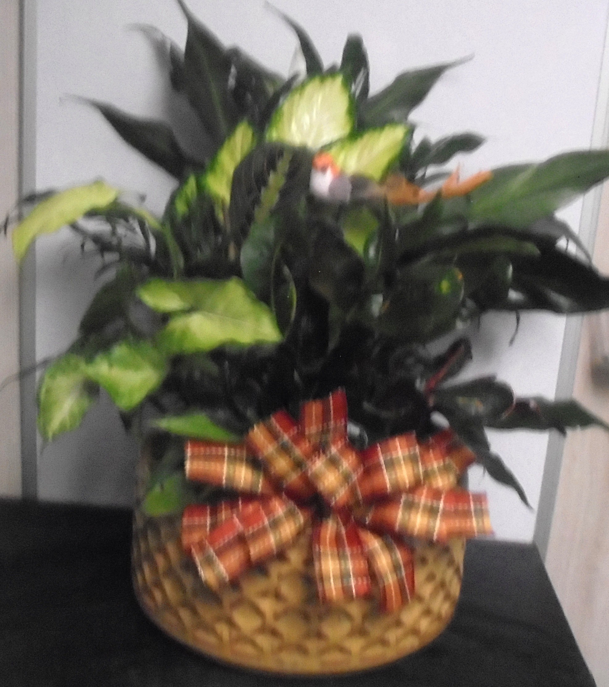 (8) Dish-Garden Plant 
With Bird
$115.00