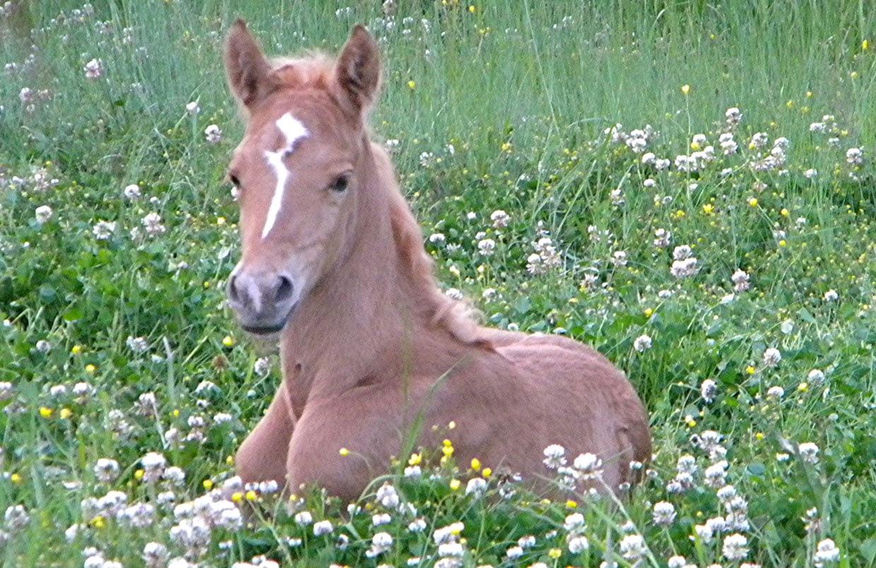 Deja Too Foal