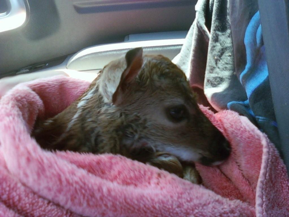 newborn fawn from car accident