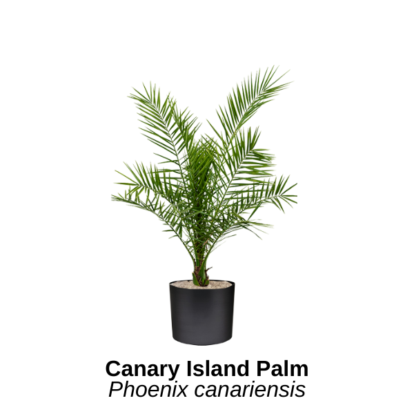 https://0201.nccdn.net/4_2/000/000/002/9e6/canary-island-palm--2-.png