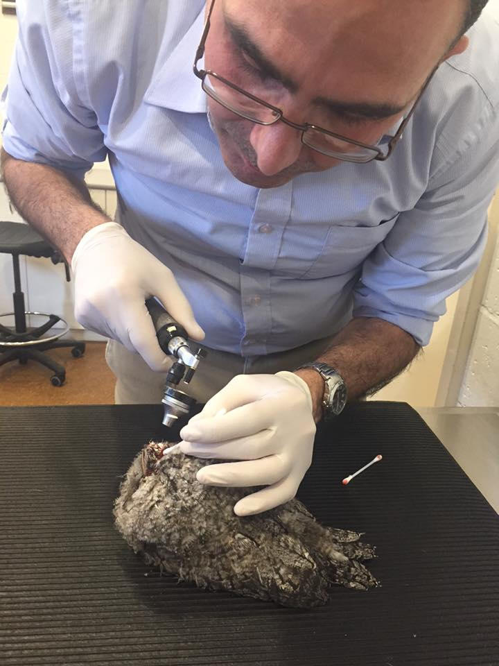 Our amazing vet George from Vets at Cranbourne examining the little tawny, has a crack to the beak and some bleeding in the eye, as well as pecks around the top of beak. Now on antibiotics, anti inflammatory and eye ointment.