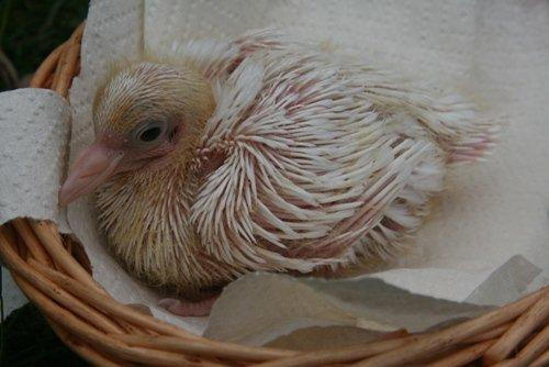 A dove fallen from its nest, we will now hand raise this baby and release when ready.