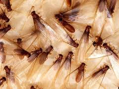 Drywood Termite Swarmers