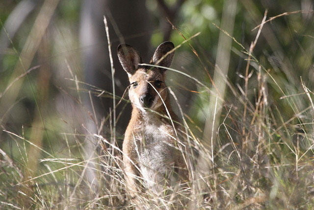 Brown Wallaby