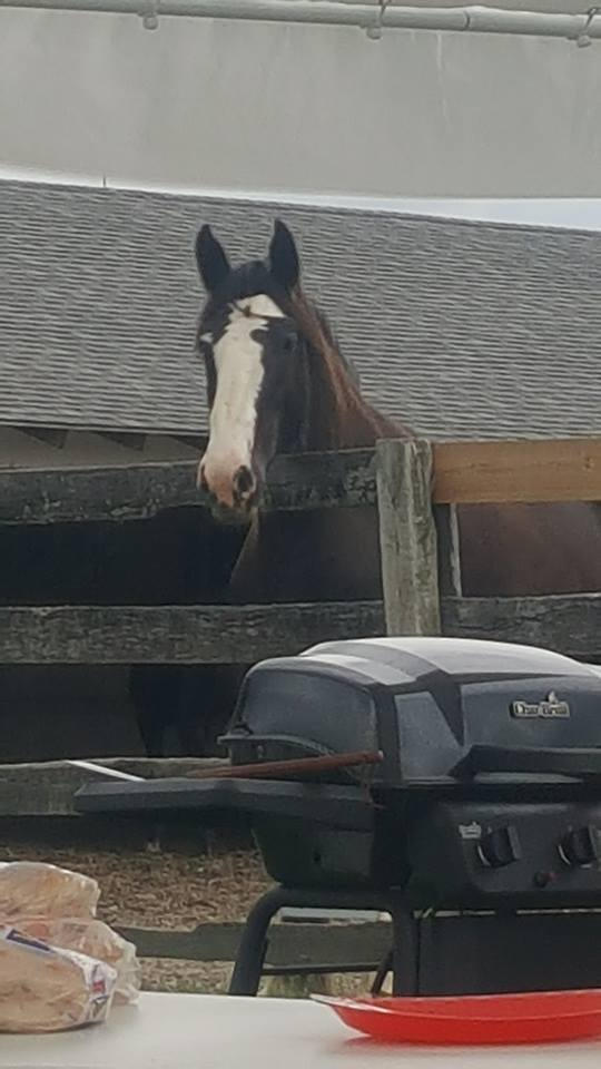 Teddy: Wondering Why He Wasn't Invited To The BBQ!