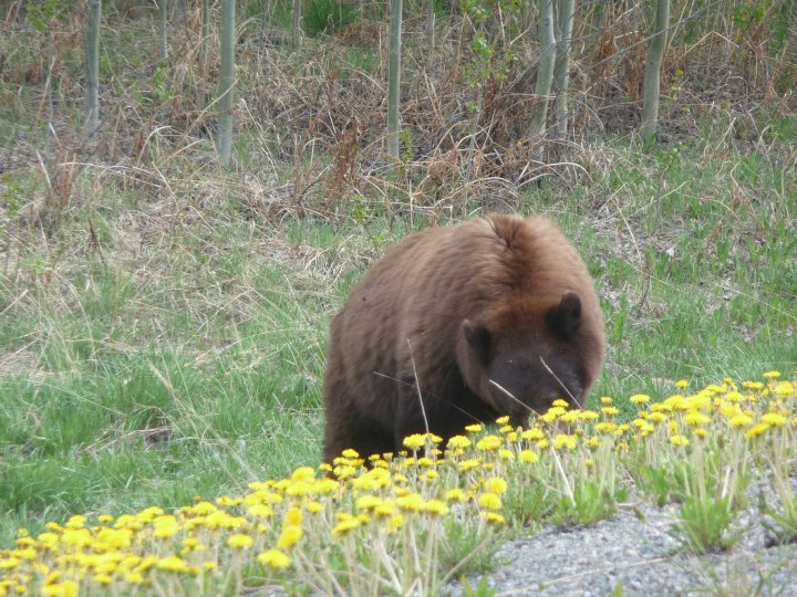 Brown Bear in the Meadow