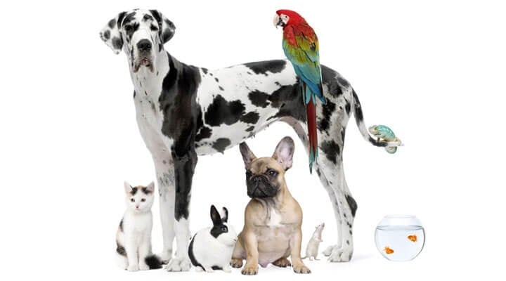 Veterinaria Allende - VENTA DE MASCOTAS