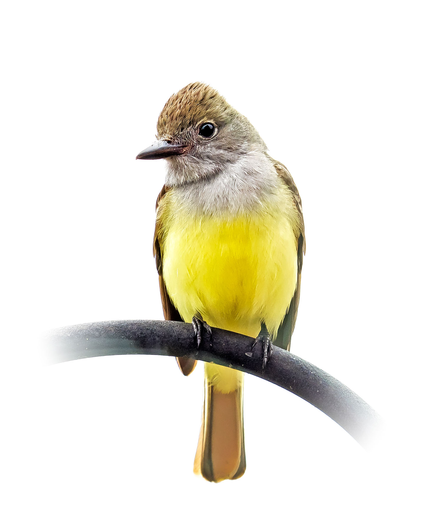 Great Crested Flycatcher