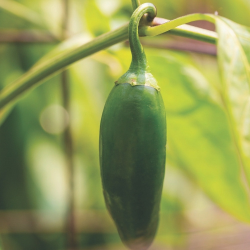 Pepper Jalafuego Pepper Jalafuego