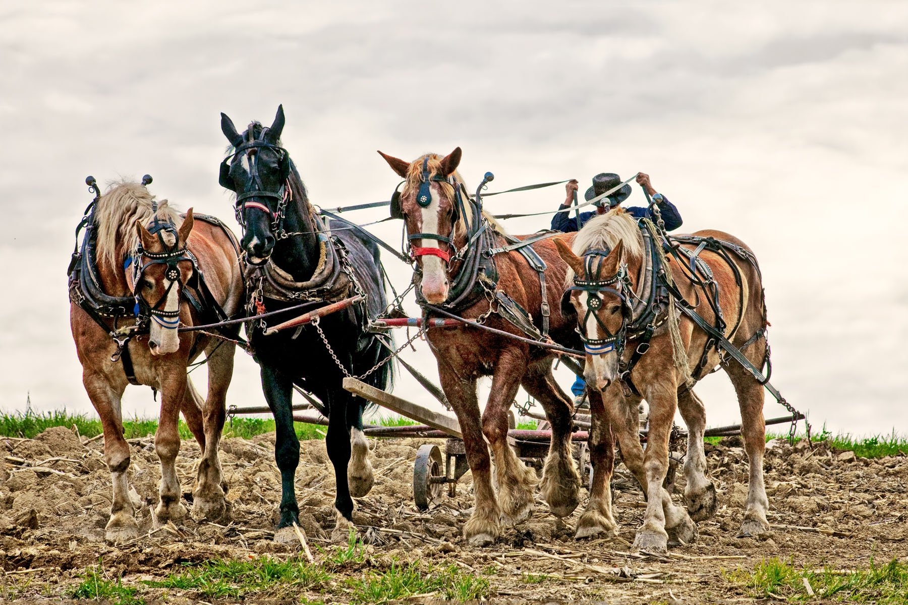 TEAM WORK - Though he spoke softly and handled the reigns gently, they did everything he asked them to. This photo of an Amish farmer and his horses was taken by invitation in  central Ohio.