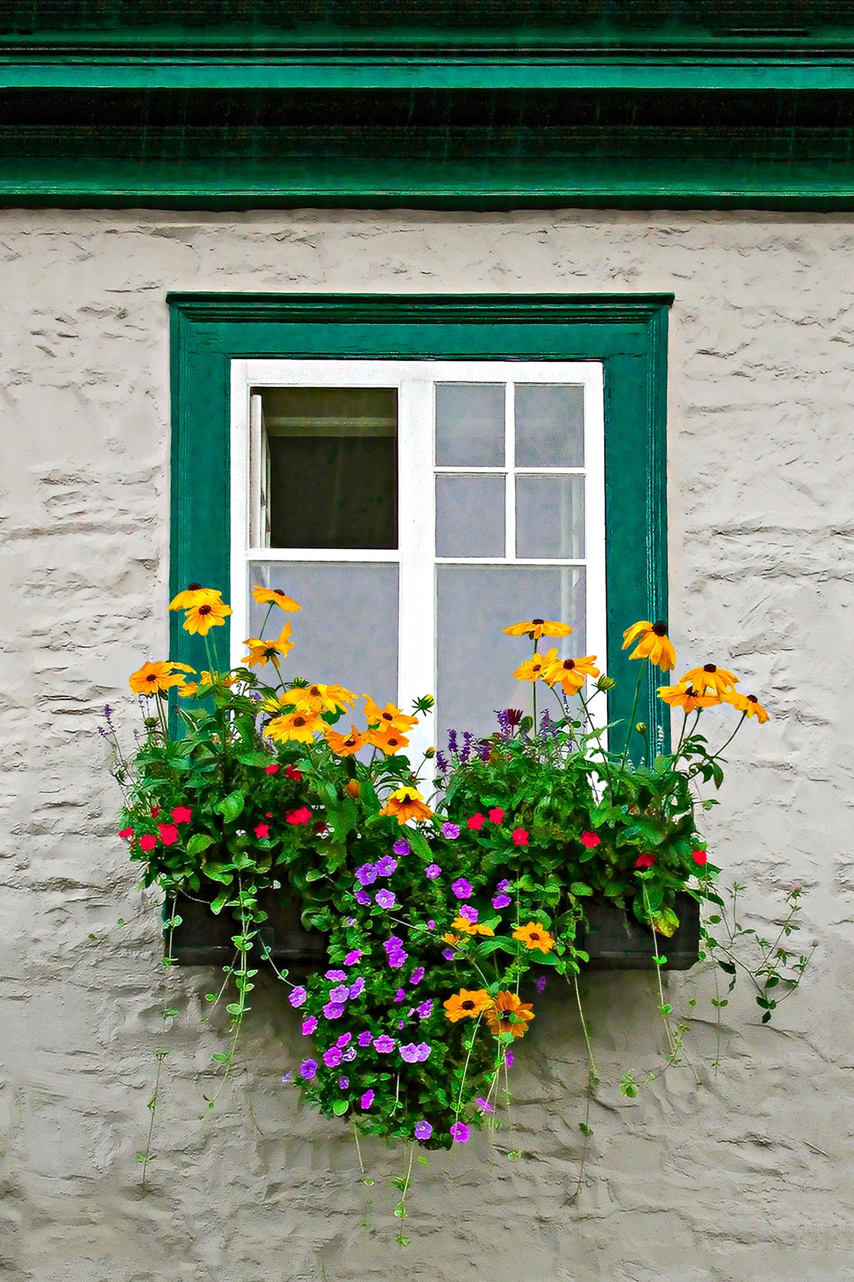 WINDOW-BOX - We saw this window as we were walking back to our car after spending a day in the rain in Quebec.  As I was about to photograph it, some one closed the window,and then saw me, opened it back up and moved aside. He must have been a photographer!