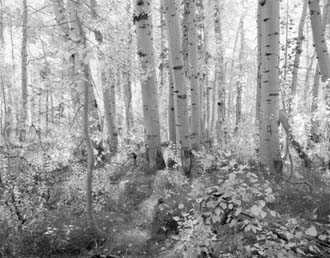 Aspen Grove