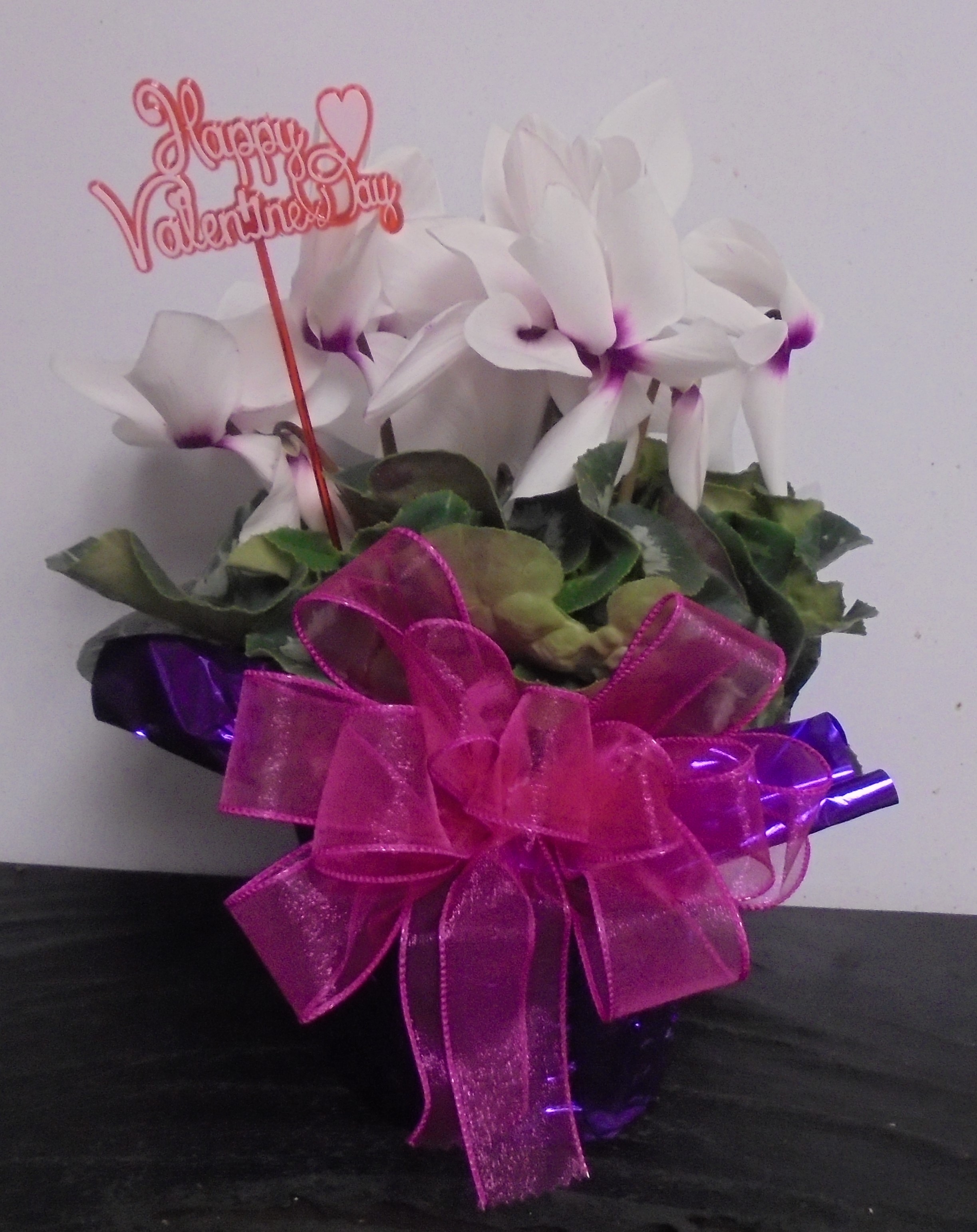 (4)  "White" Cyclamen Plant
$40.00