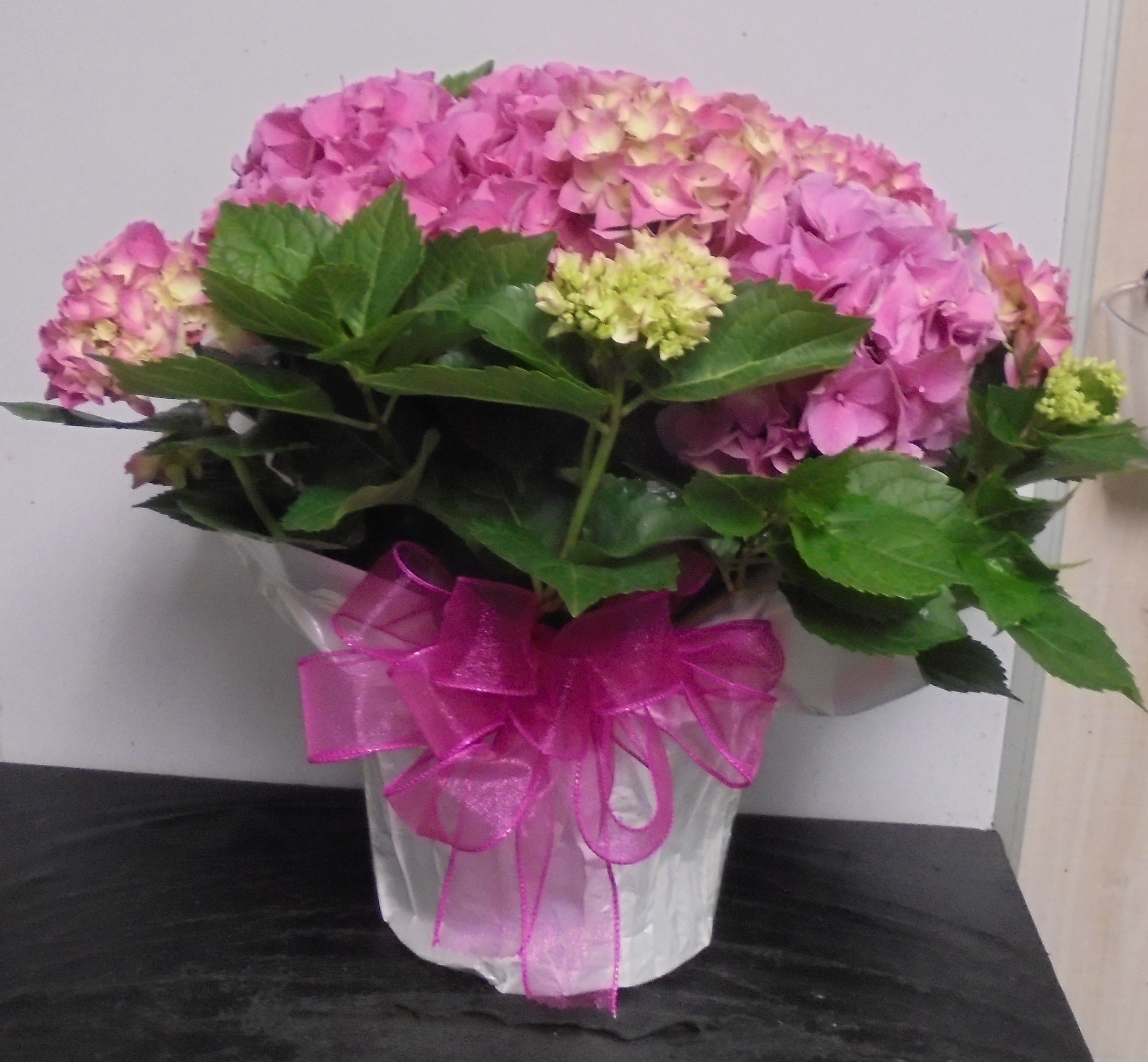(7) "Pink" Hydrangea Plant
$60.00