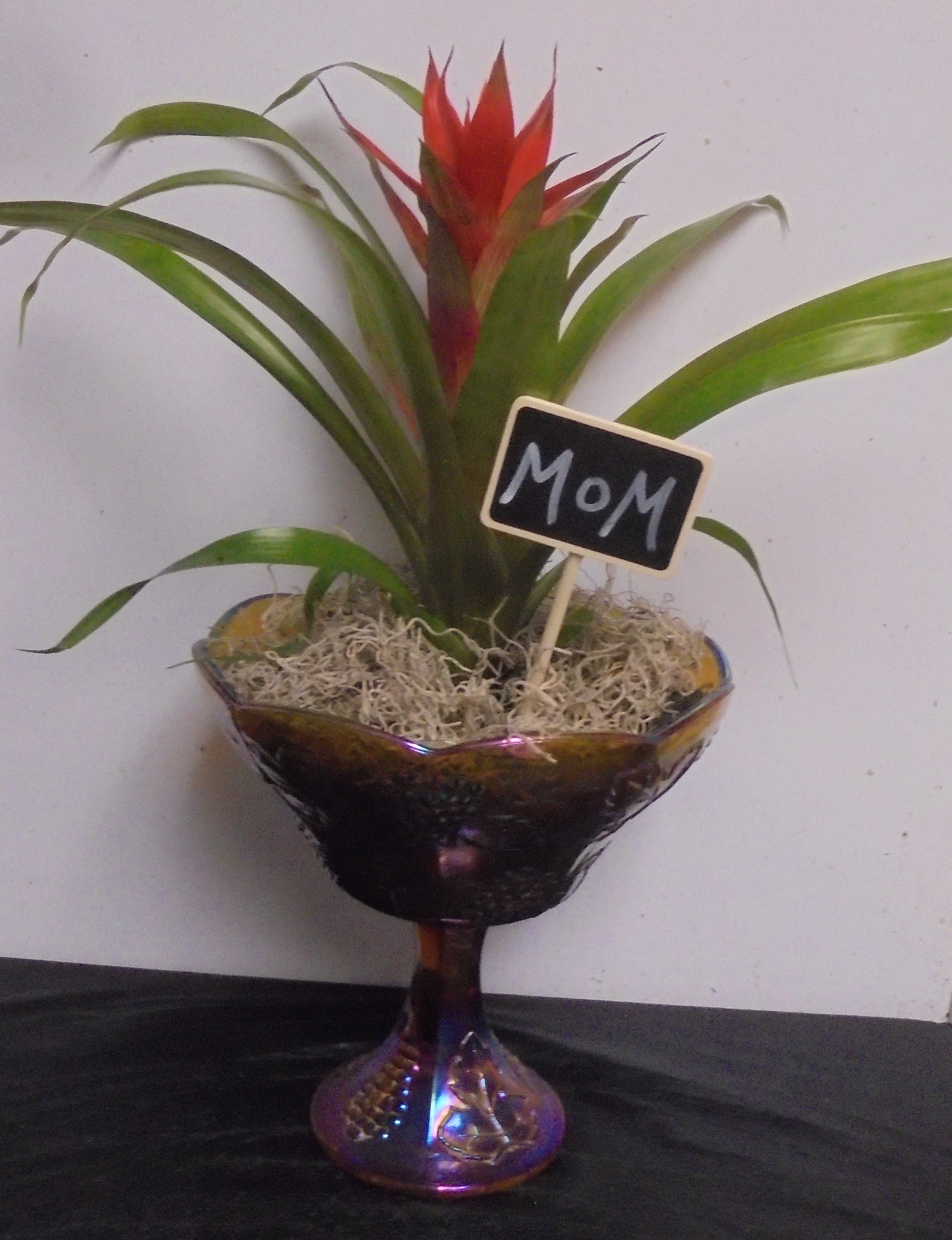(29)  "Bromelaid" Plant In
"Vintage" Carnival Glass Bowl
$50.00
