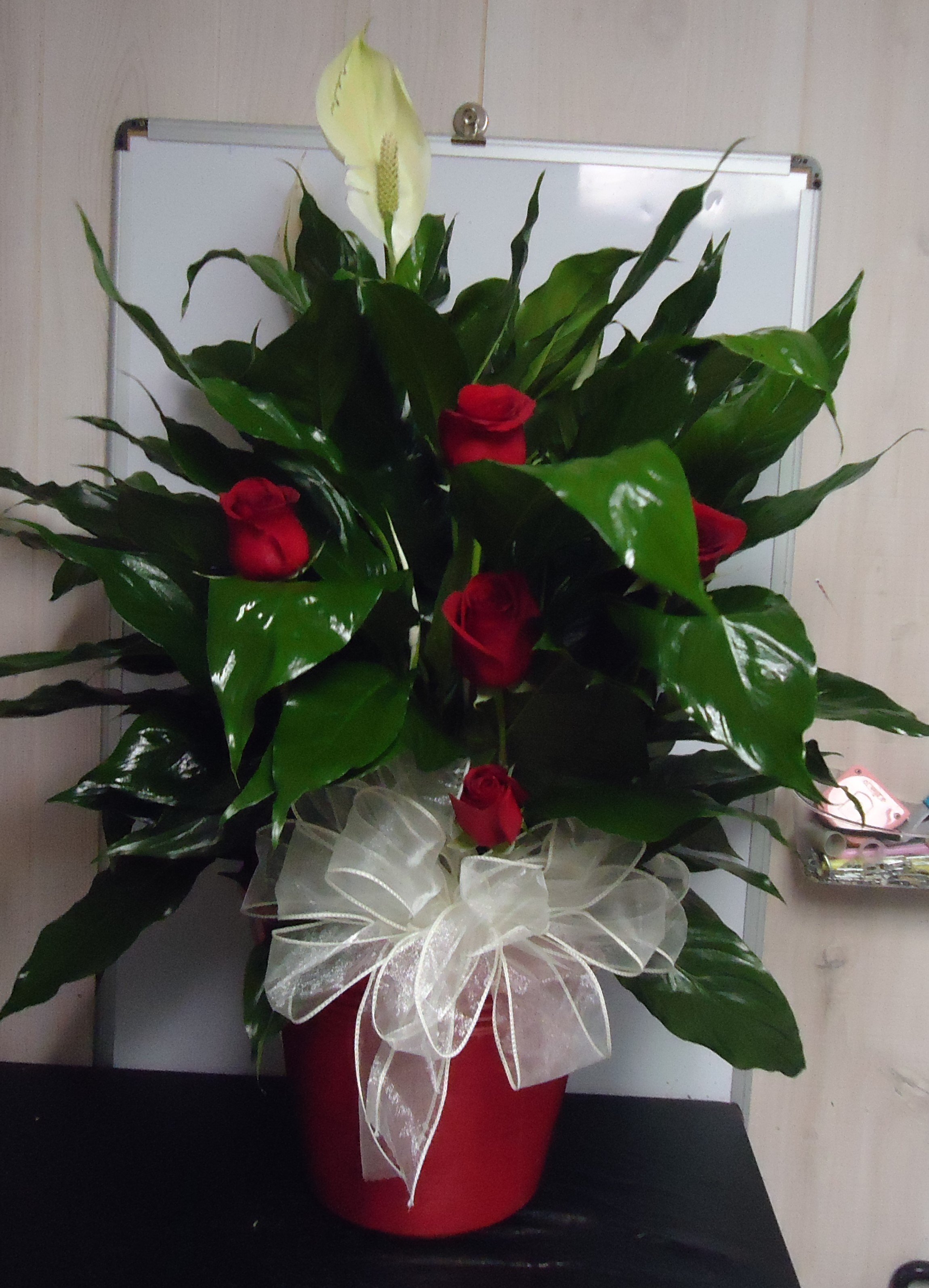 (7) &quot;Large&quot;  Peace Lily 
W/ Red Roses
$120.00