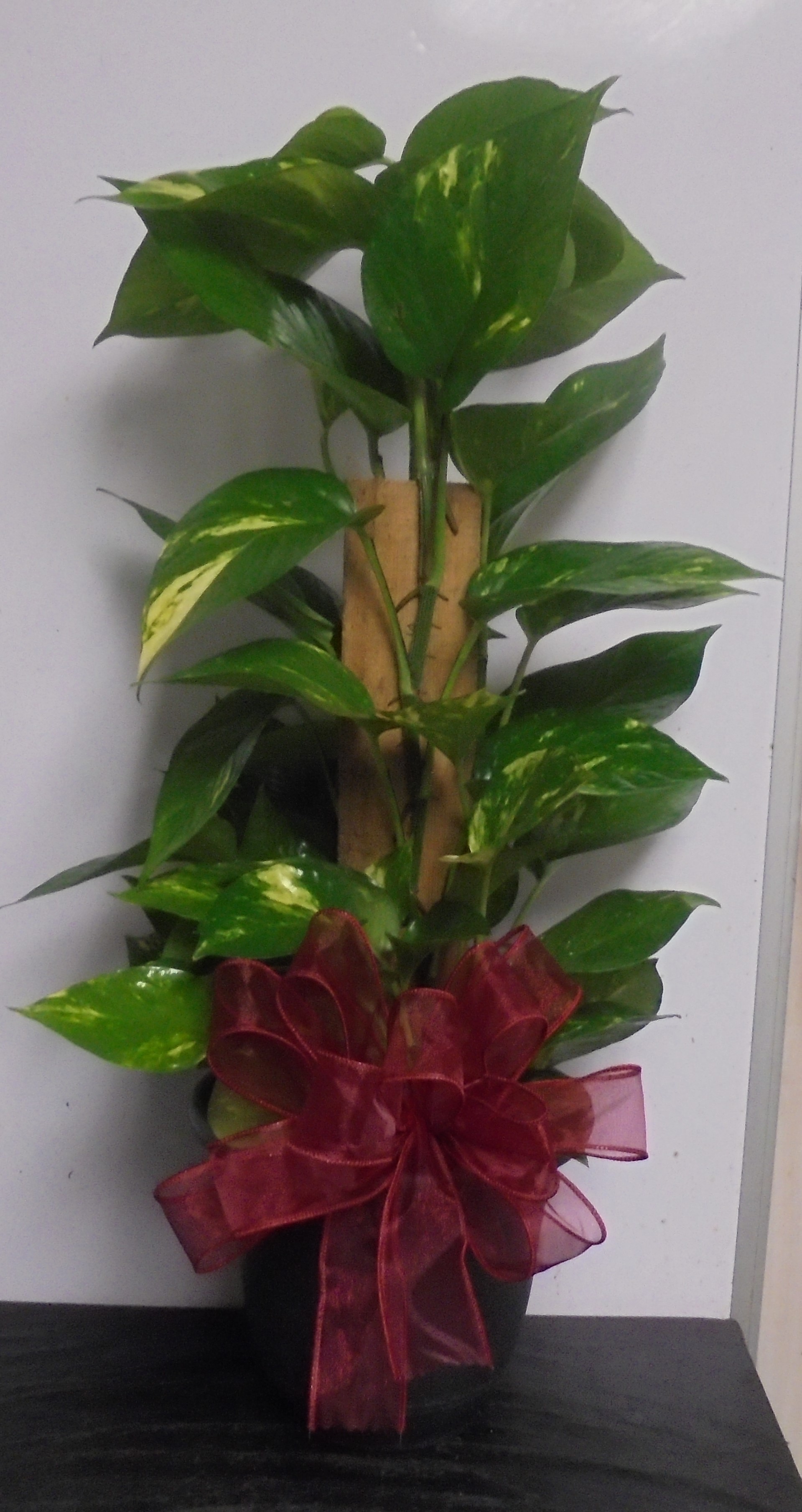 (15A) "Totem-Pole" Plant
$40.00