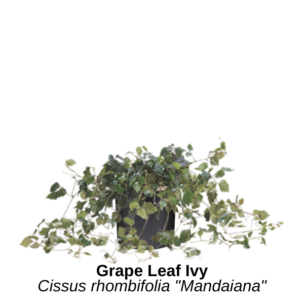 https://0201.nccdn.net/4_2/000/000/008/486/grape-leaf-ivy.png