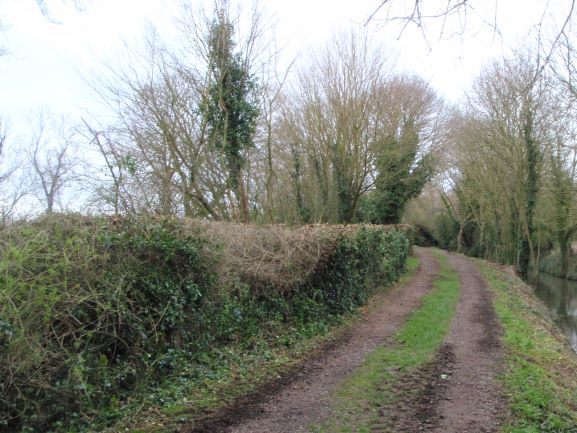 Hedge Cutting - Cambridgeshire