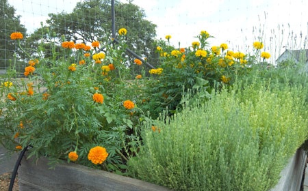 English Marigold English Marigold