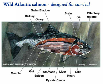 Atlantic Salmon Federation - Body Parts - External and Internal