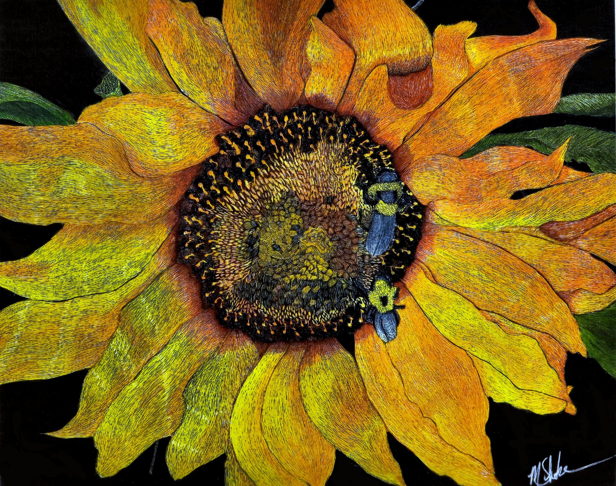 Sunflower