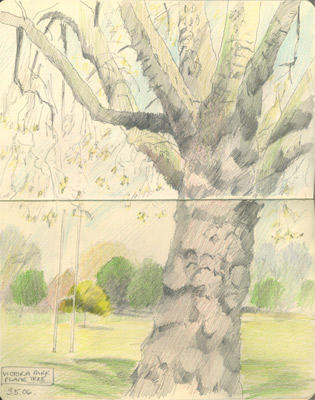 Victoria Park - Plane Tree and posts